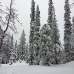 Bogus Freeman peak - Ponderosa pines