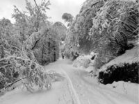 1. Traverso nel bosco