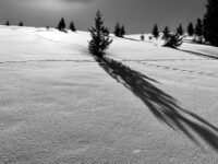 Shadows on the snow
